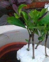  足协新政落地生根，联赛生态呈现崭新气象